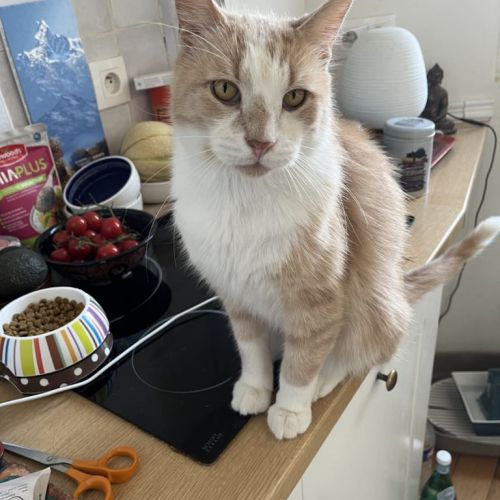#BE2513475 - Théo, chat à adopter à Florenville - AnimalWeb Belgique #BE2513475 - Théo, chat à adopter à Florenville - AnimalWeb Belgique
