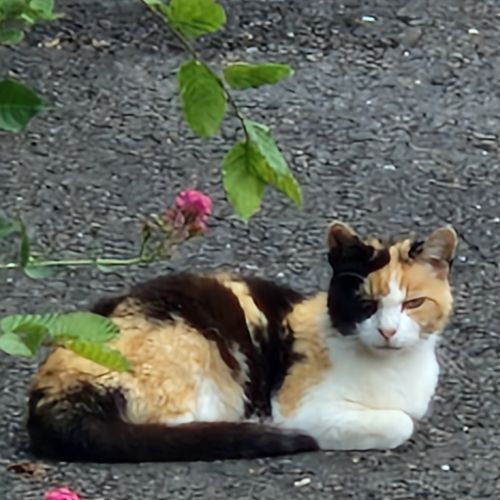 #BE2513477 - Chat trouvé à Saint-André - AnimalWeb Belgique #BE2513477 - Chat trouvé à Saint-André - AnimalWeb Belgique