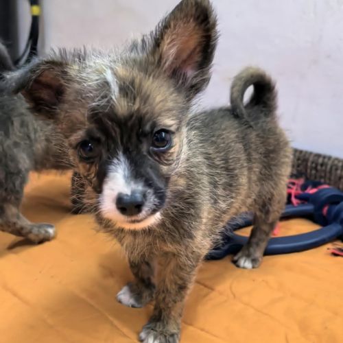 #BE2513478 - Louis, chien croisé à adopter – AnimalWeb #BE2513478 - Louis, chien croisé à adopter – AnimalWeb