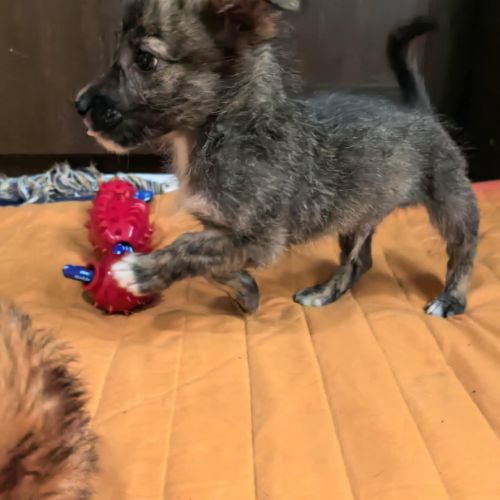 #BE2513479 - William, chien croisé à adopter – AnimalWeb #BE2513479 - William, chien croisé à adopter – AnimalWeb