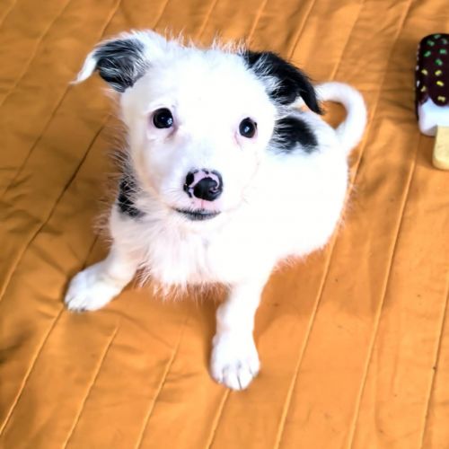#BE2513480 - Charles, chien croisé à adopter – AnimalWeb #BE2513480 - Charles, chien croisé à adopter – AnimalWeb