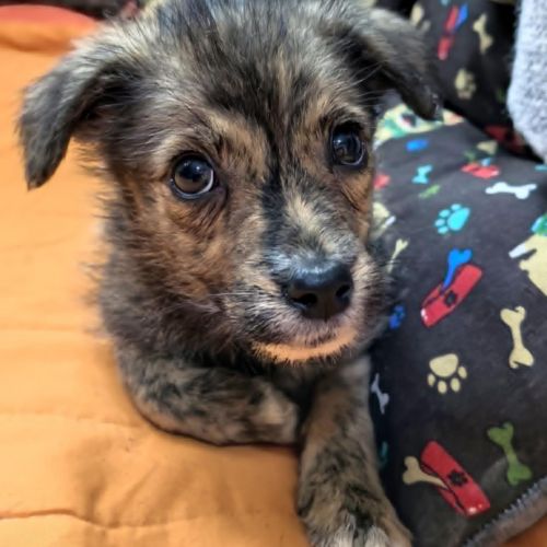 #BE2513481 - Harry, chien croisé à adopter – AnimalWeb #BE2513481 - Harry, chien croisé à adopter – AnimalWeb