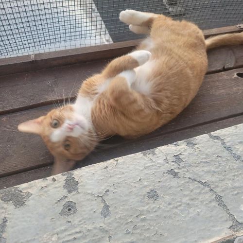 #BE2513482 - Curry, chat à adopter à Leuze-en-Hainaut - AnimalWeb Belg #BE2513482 - Curry, chat à adopter à Leuze-en-Hainaut - AnimalWeb Belg