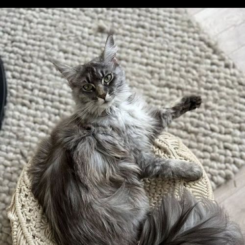 #BE2513483 - Una, chat perdu à La Hulpe - AnimalWeb Belgique #BE2513483 - Una, chat perdu à La Hulpe - AnimalWeb Belgique