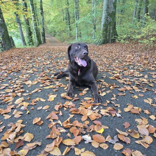 #BE2513484 - Choky, chien à adopter – AnimalWeb #BE2513484 - Choky, chien à adopter – AnimalWeb