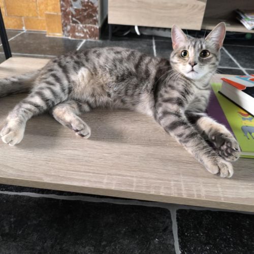#BE2513485 - Naya, chat à adopter à Leuze-en-Hainaut - AnimalWeb Belgi #BE2513485 - Naya, chat à adopter à Leuze-en-Hainaut - AnimalWeb Belgi