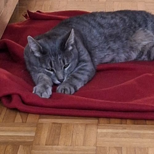 #BE2513486 - Chat trouvé à Woluwe-Saint-Lambert - AnimalWeb Belgique #BE2513486 - Chat trouvé à Woluwe-Saint-Lambert - AnimalWeb Belgique