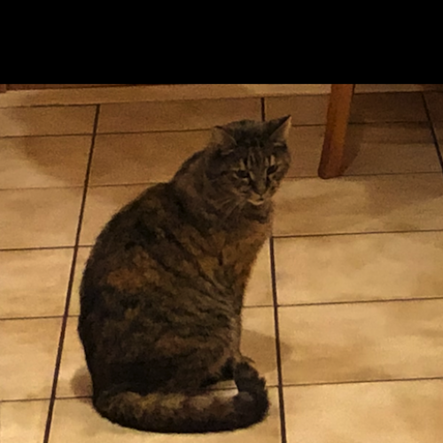#BE2513487 - Una, chat perdu à Nethen - AnimalWeb Belgique #BE2513487 - Una, chat perdu à Nethen - AnimalWeb Belgique