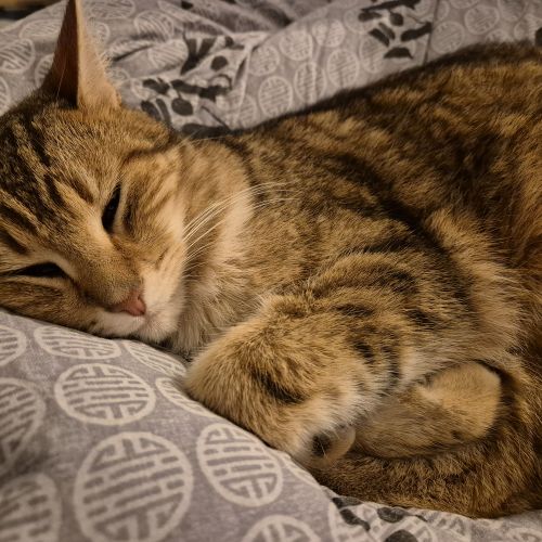 #BE2513488 - Ulysse, chat perdu à Buvrinnes - AnimalWeb Belgique #BE2513488 - Ulysse, chat perdu à Buvrinnes - AnimalWeb Belgique