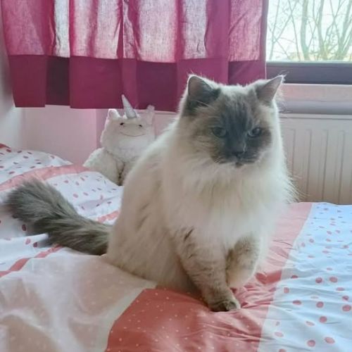 #BE2513489 - Nyan, chat perdu à Wezembeek-Oppem - AnimalWeb Belgique #BE2513489 - Nyan, chat perdu à Wezembeek-Oppem - AnimalWeb Belgique