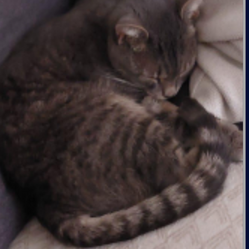 #BE2513491 - Marley, chat perdu à Liège - AnimalWeb Belgique #BE2513491 - Marley, chat perdu à Liège - AnimalWeb Belgique