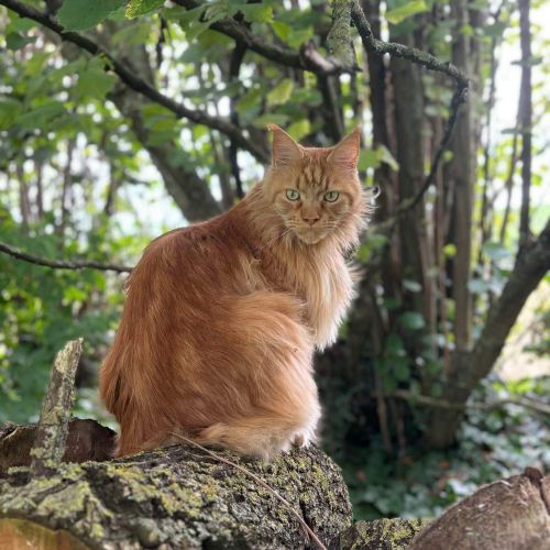 #BE2513493 - Sun, chat perdu à Tourinne - AnimalWeb Belgique #BE2513493 - Sun, chat perdu à Tourinne - AnimalWeb Belgique