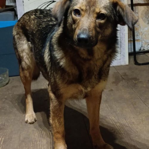 #BE2513494 - Gabi, chien croisé à adopter – AnimalWeb Belgique #BE2513494 - Gabi, chien croisé à adopter – AnimalWeb Belgique