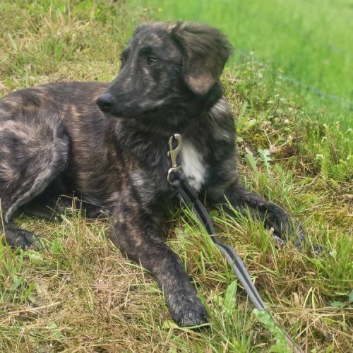 #BE2513495 - Venise, chien croisé à adopter – AnimalWeb Belgique #BE2513495 - Venise, chien croisé à adopter – AnimalWeb Belgique