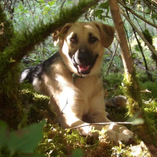 #BE2513496 - Gims, chien croisé à adopter – AnimalWeb Belgique #BE2513496 - Gims, chien croisé à adopter – AnimalWeb Belgique