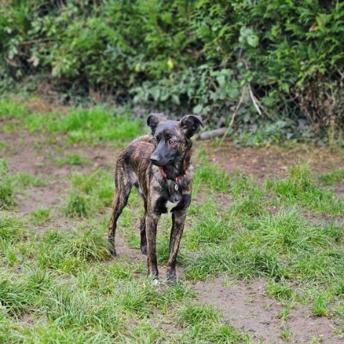 #BE2513497 - Caramel, chien croisé à adopter – AnimalWeb Belgique #BE2513497 - Caramel, chien croisé à adopter – AnimalWeb Belgique