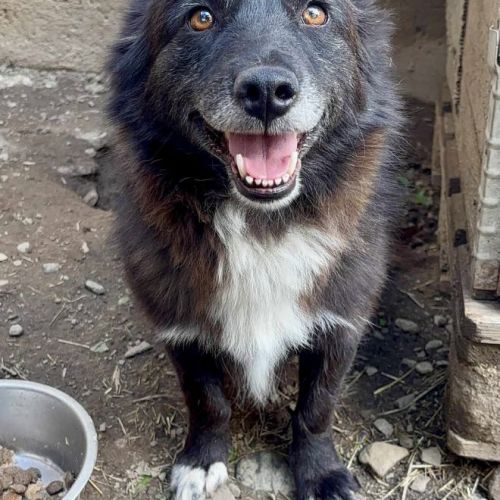 #BE2513498 - Aimée, chien croisé à adopter – AnimalWeb Belgique #BE2513498 - Aimée, chien croisé à adopter – AnimalWeb Belgique