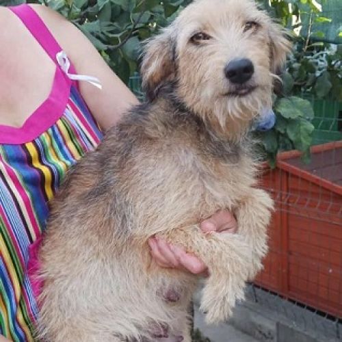 #BE2513499 - Aloha, chien croisé à adopter – AnimalWeb Belgique #BE2513499 - Aloha, chien croisé à adopter – AnimalWeb Belgique