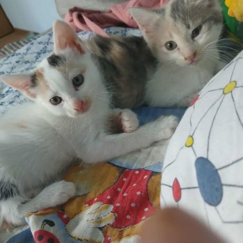 #BE2513502 - Alice, chat de gouttière à adopter – AnimalWeb Belgique #BE2513502 - Alice, chat de gouttière à adopter – AnimalWeb Belgique