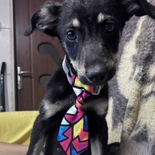 #BE2513503 - Ambre, chien croisé à adopter – AnimalWeb Belgique #BE2513503 - Ambre, chien croisé à adopter – AnimalWeb Belgique