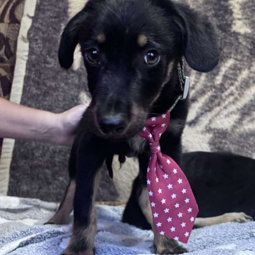#BE2513504 - Onyx, chien croisé à adopter – AnimalWeb Belgique #BE2513504 - Onyx, chien croisé à adopter – AnimalWeb Belgique