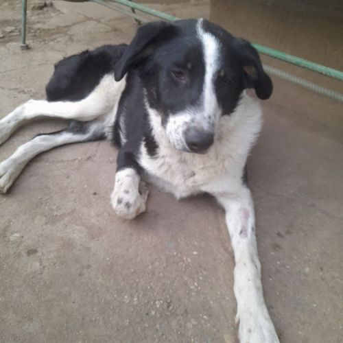 #BE2513505 - Amiral, chien croisé à adopter – AnimalWeb Belgique #BE2513505 - Amiral, chien croisé à adopter – AnimalWeb Belgique