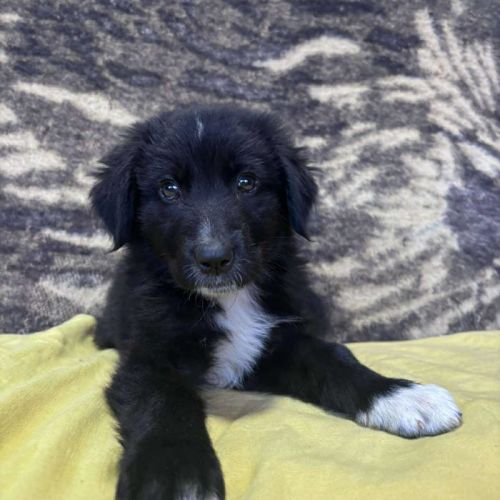 #BE2513506 - Andrea, chien croisé à adopter – AnimalWeb Belgique #BE2513506 - Andrea, chien croisé à adopter – AnimalWeb Belgique