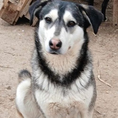 #BE2513507 - Anouk, chien croisé à adopter – AnimalWeb Belgique #BE2513507 - Anouk, chien croisé à adopter – AnimalWeb Belgique