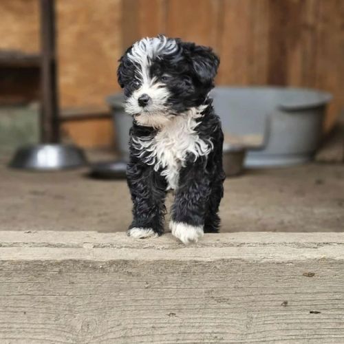 #BE2513509 - Pufy, chien croisé à adopter – AnimalWeb Belgique #BE2513509 - Pufy, chien croisé à adopter – AnimalWeb Belgique