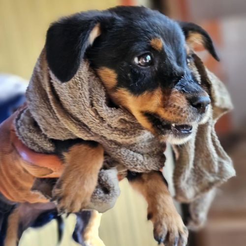 #BE2513510 - Baileys, chien croisé à adopter – AnimalWeb Belgique #BE2513510 - Baileys, chien croisé à adopter – AnimalWeb Belgique