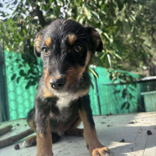 #BE2513511 - Blini, chien croisé à adopter – AnimalWeb Belgique #BE2513511 - Blini, chien croisé à adopter – AnimalWeb Belgique