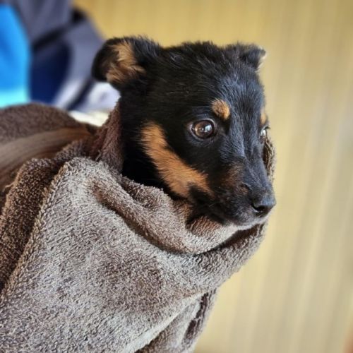 #BE2513513 - Martini, chien croisé à adopter – AnimalWeb Belgique #BE2513513 - Martini, chien croisé à adopter – AnimalWeb Belgique