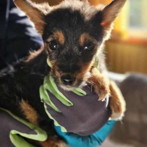 #BE2513516 - Sambuca, chien croisé à adopter – AnimalWeb Belgique #BE2513516 - Sambuca, chien croisé à adopter – AnimalWeb Belgique