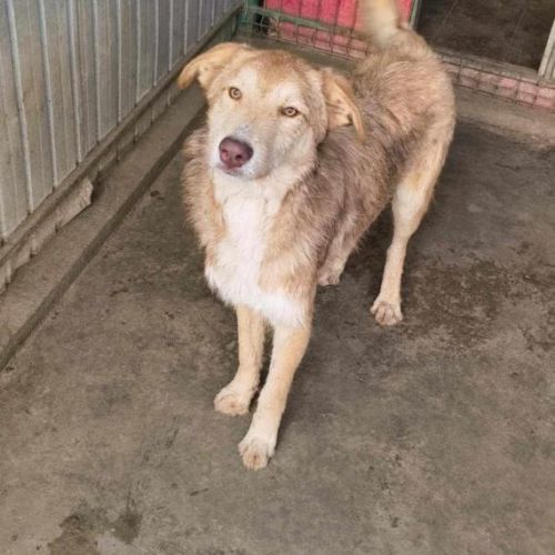 #BE2513520 - Banzai, chien croisé à adopter – AnimalWeb Belgique #BE2513520 - Banzai, chien croisé à adopter – AnimalWeb Belgique