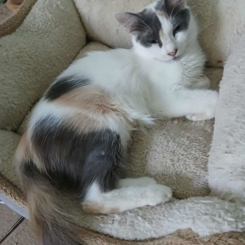 #BE2513521 - Bella, chat de gouttière à adopter – AnimalWeb Belgique #BE2513521 - Bella, chat de gouttière à adopter – AnimalWeb Belgique