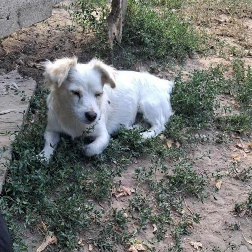 #BE2513521 - Bibica, chien croisé à adopter – AnimalWeb Belgique #BE2513521 - Bibica, chien croisé à adopter – AnimalWeb Belgique