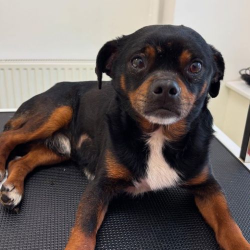#BE2513523 - Billy, chien croisé à adopter – AnimalWeb Belgique #BE2513523 - Billy, chien croisé à adopter – AnimalWeb Belgique