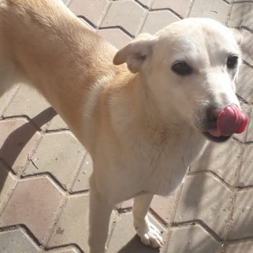 #BE2513525 - Bobby, chien croisé à adopter – AnimalWeb Belgique #BE2513525 - Bobby, chien croisé à adopter – AnimalWeb Belgique