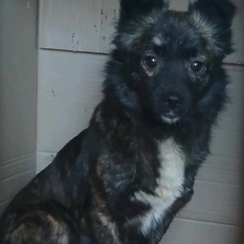 #BE2513526 - Bonta, chien croisé à adopter – AnimalWeb Belgique #BE2513526 - Bonta, chien croisé à adopter – AnimalWeb Belgique
