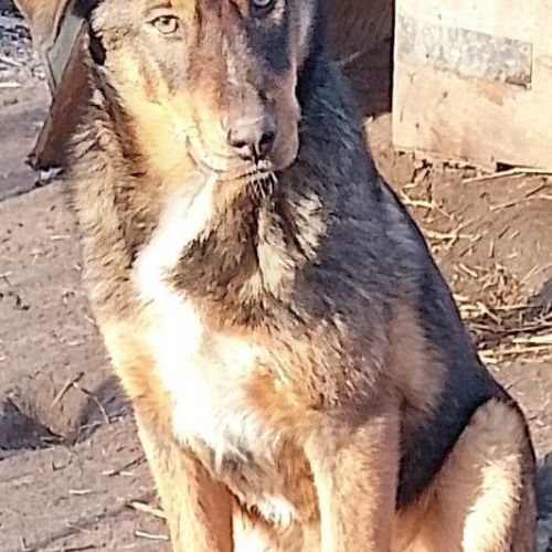 #BE2513527 - Brian, chien croisé à adopter – AnimalWeb Belgique #BE2513527 - Brian, chien croisé à adopter – AnimalWeb Belgique