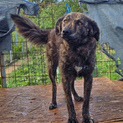 #BE2513528 - Brioche, chien croisé à adopter – AnimalWeb Belgique #BE2513528 - Brioche, chien croisé à adopter – AnimalWeb Belgique