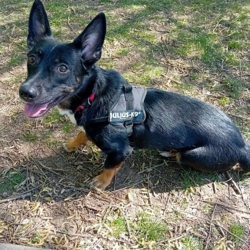 #BE2513529 - Bruno, chien croisé à adopter – AnimalWeb Belgique #BE2513529 - Bruno, chien croisé à adopter – AnimalWeb Belgique