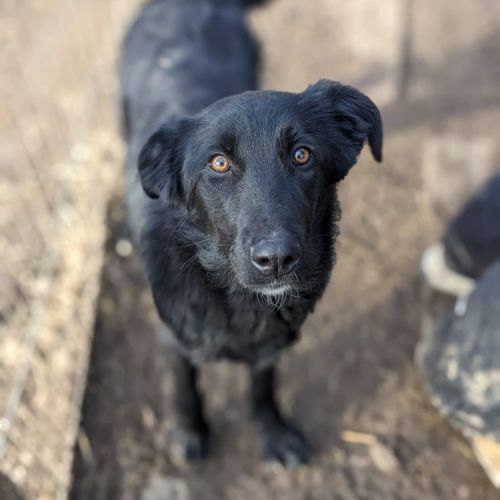 #BE2513531 - Buttercup, chien croisé à adopter – AnimalWeb Belgique #BE2513531 - Buttercup, chien croisé à adopter – AnimalWeb Belgique