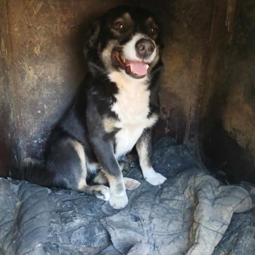 #BE2513532 - Carina, chien croisé à adopter – AnimalWeb Belgique #BE2513532 - Carina, chien croisé à adopter – AnimalWeb Belgique