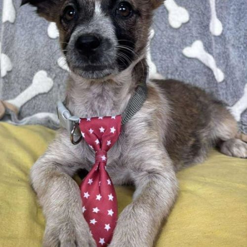 #BE2513533 - Carla, chien croisé à adopter – AnimalWeb Belgique #BE2513533 - Carla, chien croisé à adopter – AnimalWeb Belgique