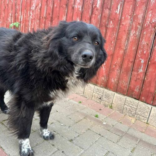 #BE2513534 - Carlos, chien croisé à adopter – AnimalWeb Belgique #BE2513534 - Carlos, chien croisé à adopter – AnimalWeb Belgique