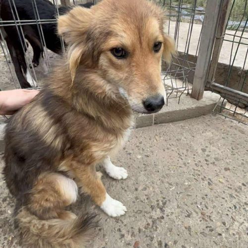 #BE2513535 - Carmen, chien croisé à adopter – AnimalWeb Belgique #BE2513535 - Carmen, chien croisé à adopter – AnimalWeb Belgique