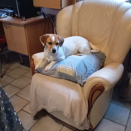 #BE2513537 - Chien à Adopter #BE2513537 - Chien à Adopter