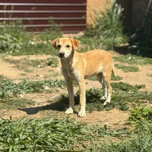 #BE2513539 - Cassia, chien croisé à adopter – AnimalWeb Belgique #BE2513539 - Cassia, chien croisé à adopter – AnimalWeb Belgique
