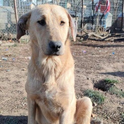 #BE2513540 - Chapo, chien croisé à adopter – AnimalWeb Belgique #BE2513540 - Chapo, chien croisé à adopter – AnimalWeb Belgique